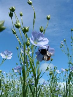 Льняное масло для похудения: отзывы, рекомендации