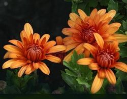 Что за цветок хризантема? Уход в домашних условиях