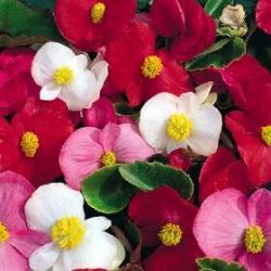  Прекрасное украшение сада и квартиры – бегония. Уход и размножение 