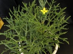 Каланхоэ - уход за растением