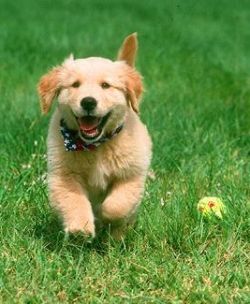 Как назвать своего питомца: клички собак и их значение