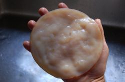 Чайный гриб. Польза и вред для здоровья
