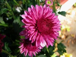 Домашние хризантемы: уход и размножение