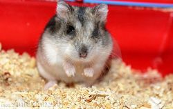 Сколько живут хомяки дома