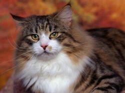 Сколько живут коты или как узнать кошачий возраст