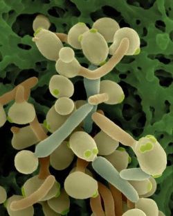 Дрожжевой грибок Candida albicans – возбудитель кандидоза