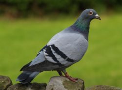 Толкование снов: к чему снятся голуби?