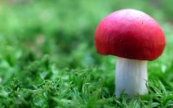 Сонник: грибы кушать – долго на свете жить