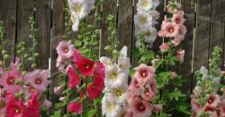 Величественная красавица. Мальва! Выращивание, уход