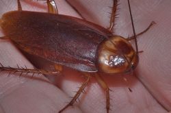 Сонник: тараканы - толкование сновидения