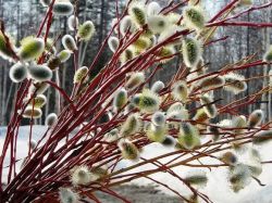 Хорошая традиция - поздравления с Вербным воскресеньем