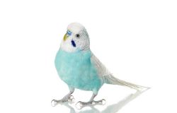 Как подобрать имя для попугая