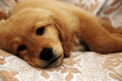 Что делать, если у щенка понос 