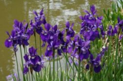 Болотные растения в природе и ландшафтном дизайне