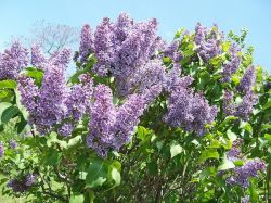 Быстрорастущие деревья - находка для нового участка