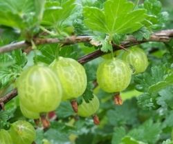 Вкусное вино из крыжовника