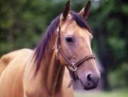 Сонник: лошадь - интерпретация сновидения