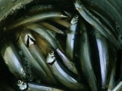 Засолка сельди в домашних условиях: рецепты и полезные рекомендации