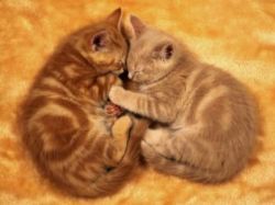 Сонник: котята во сне - трактовка 