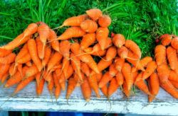 Вычисляем калорийность: морковь - продукт диетический?