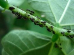 Тля на комнатных растениях. Принимаем меры для спасения