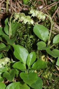 Уникальное средство народной медицины - боровая матка. Способ применения