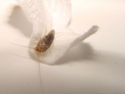 В доме и в ванной насекомые. Что делать?