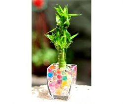 Комнатный бамбук приносит удачу и счастье