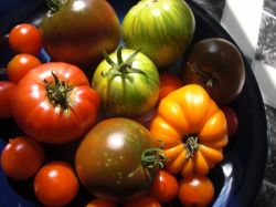 Лучшие сорта томатов
