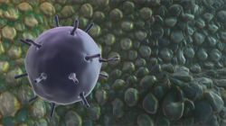 Фагоцитоз — это защитник организма