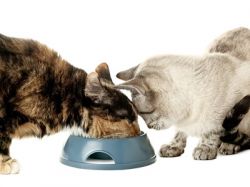 Выбираем корм 