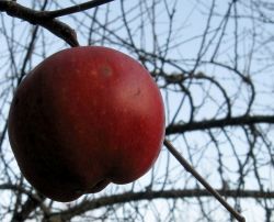 Секреты магии: приворот на яблоко