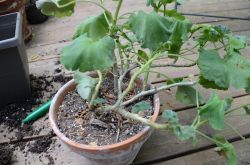 Обустраиваем дом и сад: как пересадить гиацинт