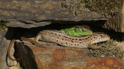 Прыткая ящерица: на воле и дома