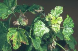 Болезни смородины и их лечение