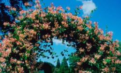 Садоводство с пользой и удовольствием: жимолость, посадка и уход