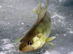 Ловля судака на тюльку, а также некоторые особенности рыбалки в зимний период