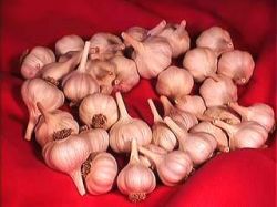 Головки и стрелки чеснока: рецепты приготовления