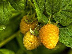 Малина: сорта, заслуживающие внимания