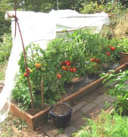 Томат «ляна» - отрада для огородника