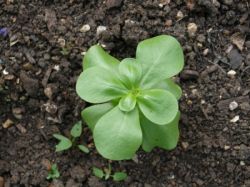 Портулак - выращивание и использование