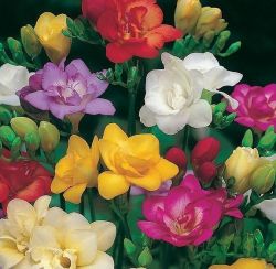 Изящная фрезия: выращивание и уход