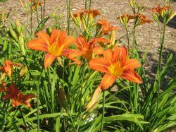 Прекрасные лилейники: посадка и уход