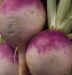 Традиционные рецепты приготовления репы