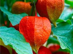 Физалис: выращивание полезных 