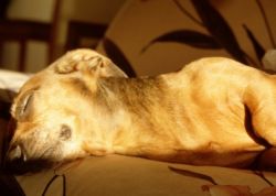 Симптомы и признаки чумки у собак