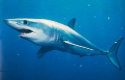 Акула мако, или серо-голубая акула: описание. Сельдевые акулы