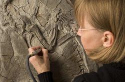 Какая наука изучает ископаемые остатки вымерших организмов? Новые открытия в палеонтологии