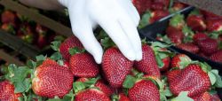 ХАССП - это система управления безопасностью пищевых продуктов. Принципы ХАССП
