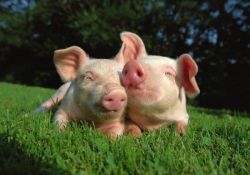 Продуктивный вес свиней. Живой вес - способ определения массы животного 